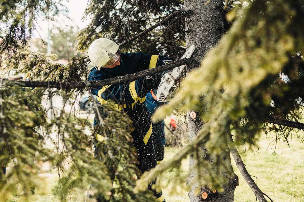 Large Tree Removal